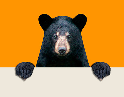 Marketing campaigns - Bear Wise