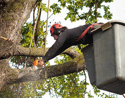 Expert Tree Services by Green Drop Lawn in Saskatoon