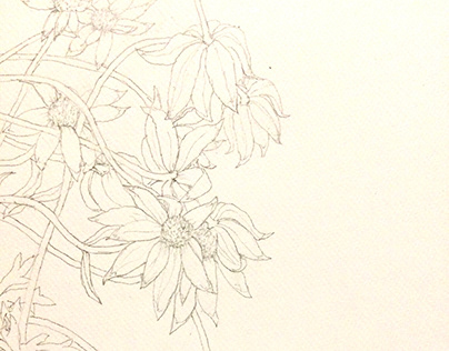 flower sketch flannel  flower & rose  flower