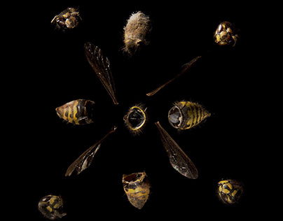 Wasp Patterns