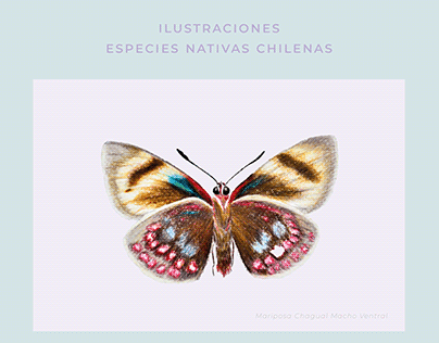 Ilustraciones especies nativas chilenas