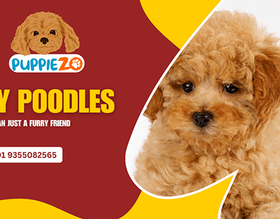 Poodles Puppies for Sale in Delhi NCR, India