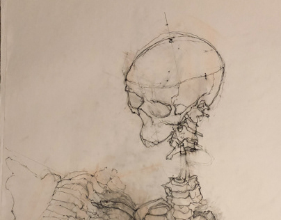 Drawing Fundamentals II - Skeleton Contour