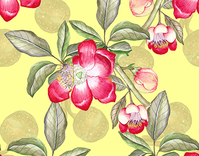 Botanical Illustration Cannonball flower print design