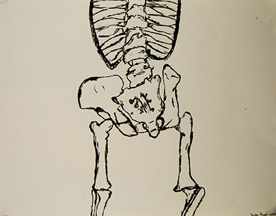 Skeleton Drawing Study