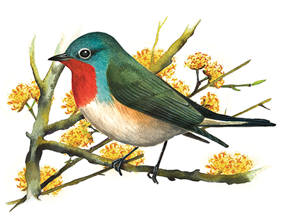 IUCN Posters for Birds, Mammals & Reptiles