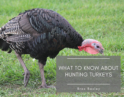 What to Know About Hunting Turkeys