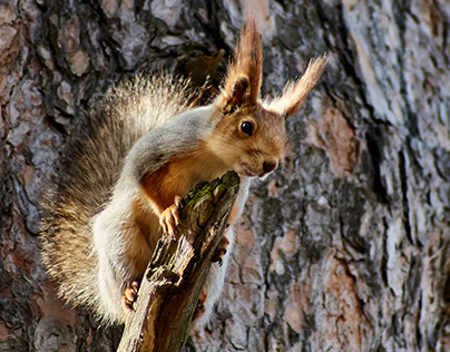 The opening of the season of photohunting on squirrels