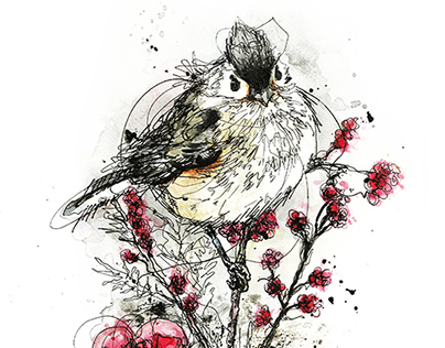"Scribble Bird Series" Ink & Watercolour on paper