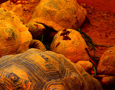 Tortoises at lunch