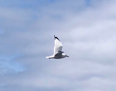 Seagulls at Strawbridge