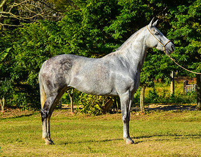 Fotografia Equestre - Okala Macaé