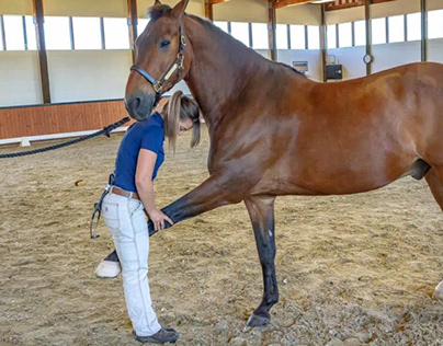Chiropraktische Behandlung Pferd Schweiz