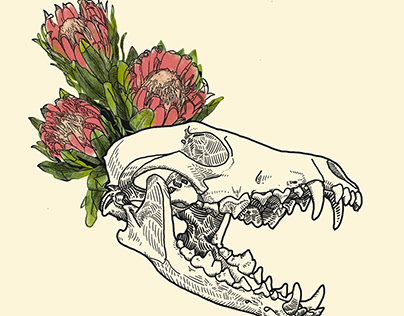 Coyote Skull with Protea