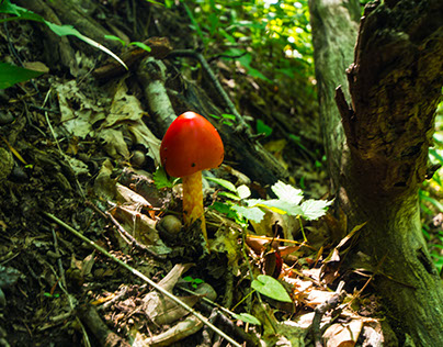 Mushrooms of Pisgah