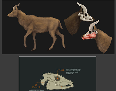 Animals Anatomy