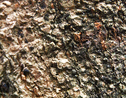 Coarse Tree Bark Texture Photo