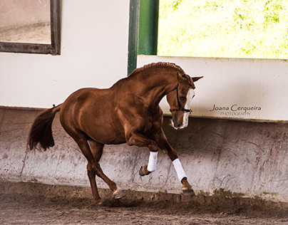 Horse riding show - Portuguese style