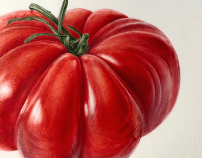 Mr Tomato | Botanical illustration on vellum