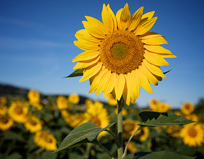Sonnenblumen/Sunflowers