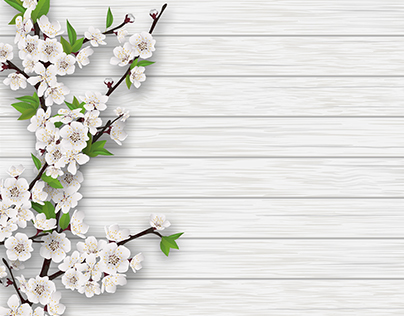 Blooming cherry branch on white old wood. Vector