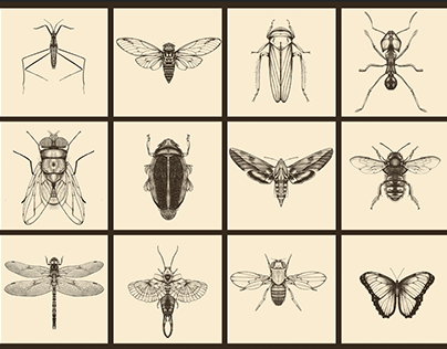 Catalogo de Biomimesis-Insecta