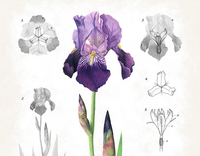 Morfología de Iris germanica