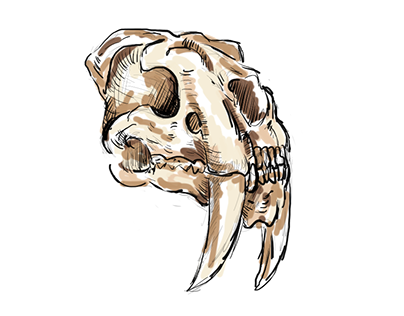 Smilodon Skull Sketch