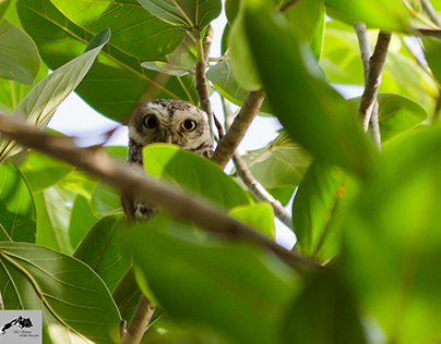 Lets play some hide and seek game....(Spotted owl)Lets