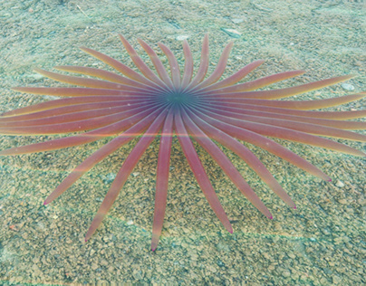 Under Water Sea Creature