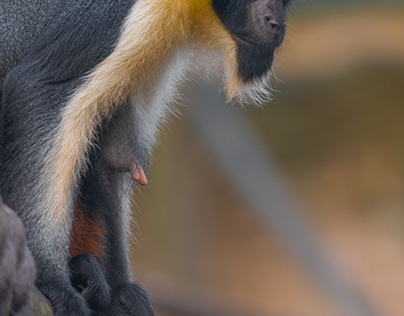 Affen im Leipziger Zoo