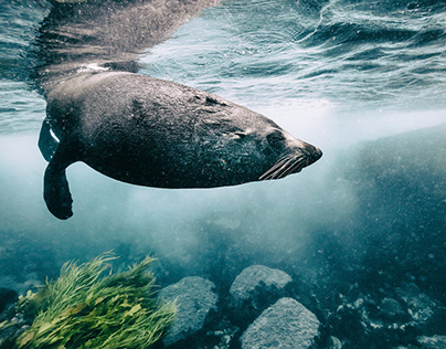 Antipodean Fur Seals of New Zealand