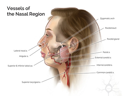 Facial Artery & Parotid Gland
