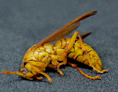 Bug : wasp
