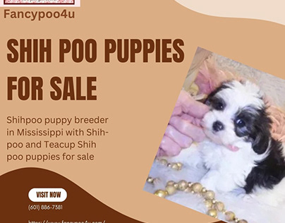 Adorable Shih-Poo Puppies for Sale at Fancypoo4u