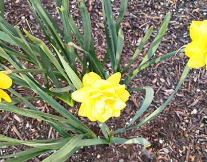 Solo Daffodil Flower