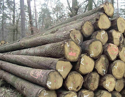 Cách phân biệt gỗ xoan đào và xoan ta