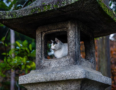 Project thumbnail - Cats of Fushimi Inari