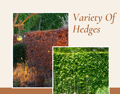 Unveiling Our Multifaceted Hedge Collection