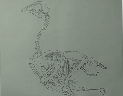 Animal Anatomy