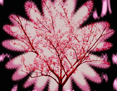 봄 벚꽃 cherry blossoms graphic design