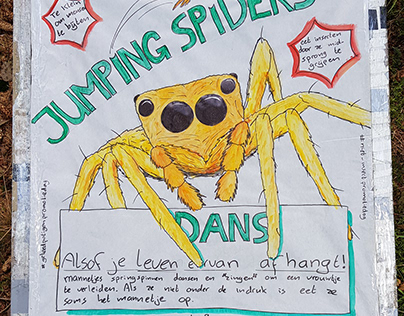 Jumping spiders info-poster