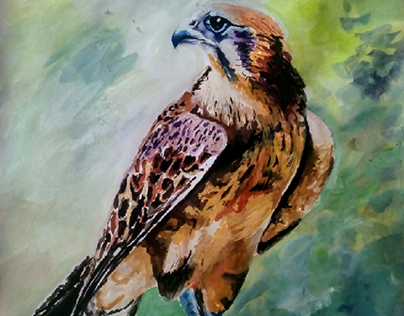 watercolour painting..
"Falcon"