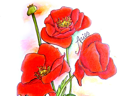 Aries/Amapolas - Serie Flores Zodiacales