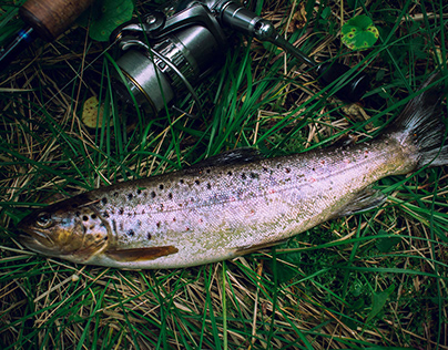 Some Facts to Note about Trout Habitats