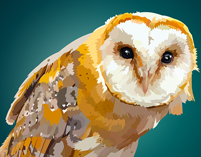 Barn owl illustration
