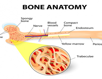 Bone Marrow Transplant Market Size 2027