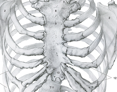 Skeleton with Scoliosis: Life-sized Study