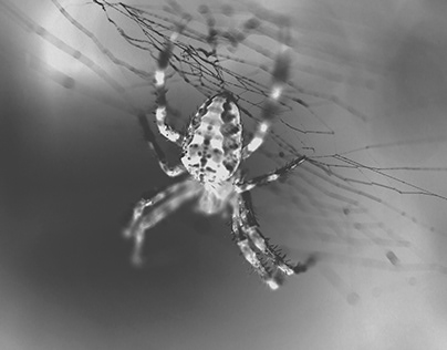 Inverted Spiders