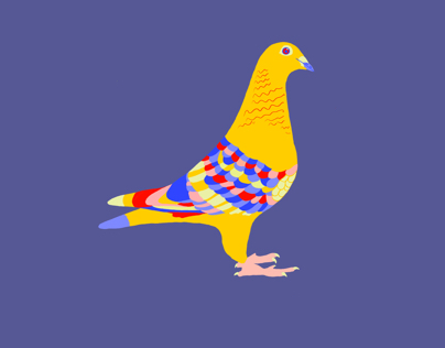 Colombian pigeon